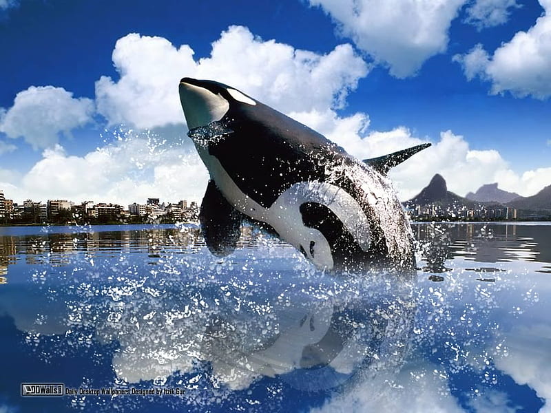 Orca, whales, sea, ocean, HD wallpaper | Peakpx