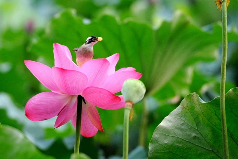 Hermosa flor de loto con loto pájaro, nuevo, color, wallpper, Fondo de  pantalla HD | Peakpx