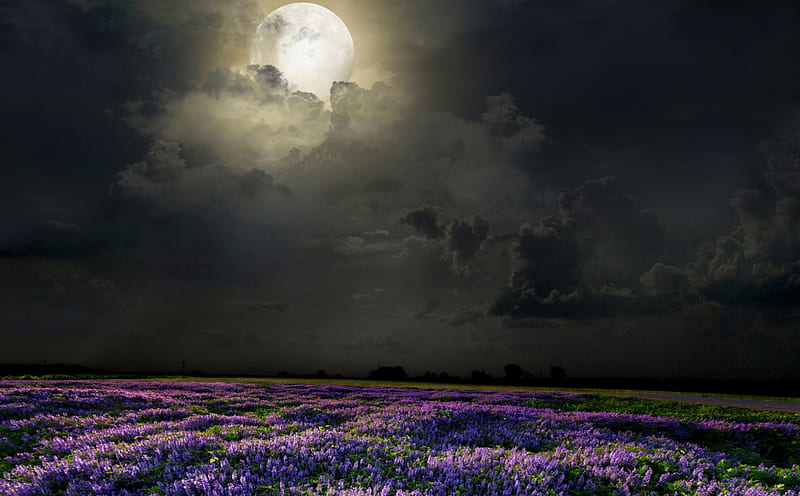 Full Moon, purple flowers, sky, clouds, moon, splendor, flowers, nature, field of flowers, field, night, HD wallpaper