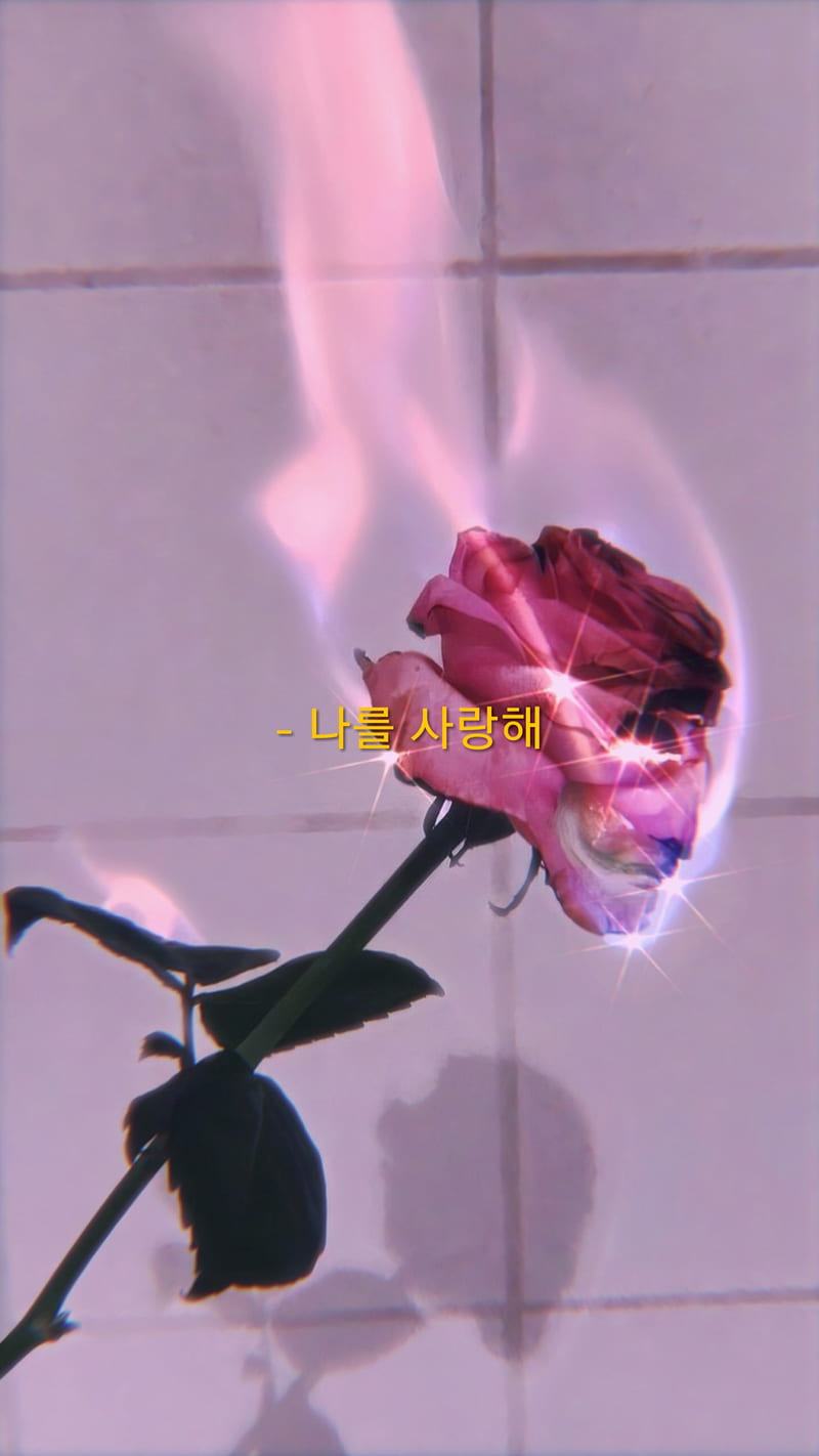 Rose, aesthetic, cute, flower, glam, korea, korean, pink, rose ...