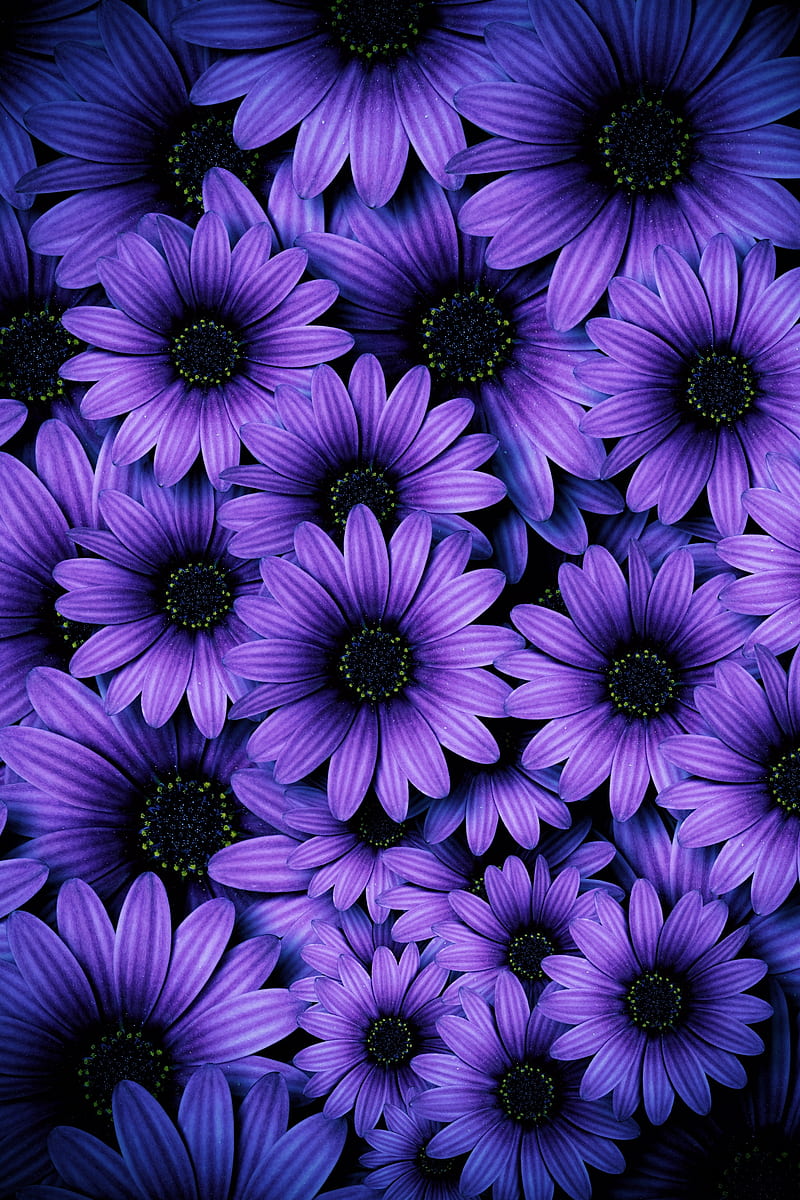 Purple Daisies , flowers, daisy, flower, daisies, petals, purple, blue, neon, nature, android, HD phone wallpaper