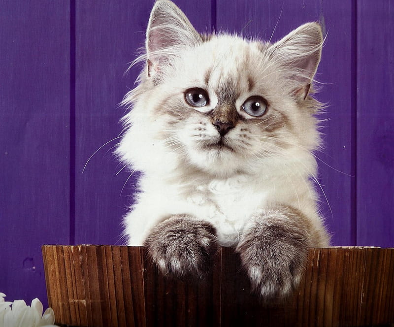 Kitten, feline, purple, wooden pail, HD wallpaper