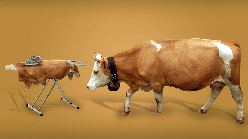 Time to change, change, cow, vaca, funny, skin, animal, HD wallpaper