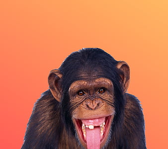 Hungry Monkey Artist HD Artist 4k Wallpapers Images Backgrounds Photos  and Pictures