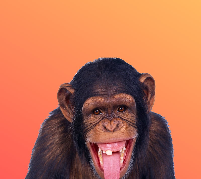 CRAZY MONKEY , 2017, animals, cool, funny, home screen, iphone, laughing, new, HD wallpaper