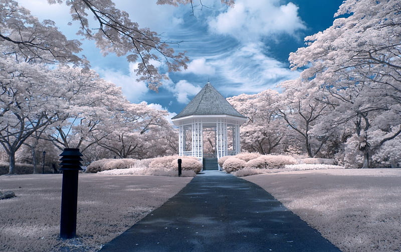 Park, spring, singapore, tree, blossom, pavilion, nature, petals, gazebo, white, blue, HD wallpaper