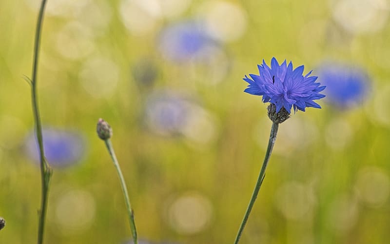 Cornflower, blue flower, nature, macro, HD wallpaper