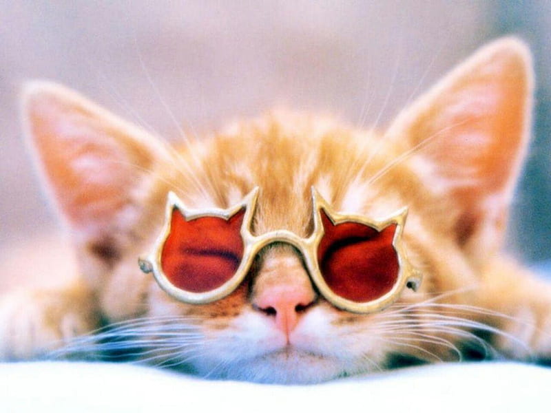 So COOL! ;) mouth, ginger, glasses animal, shape nose, pic, lying, ears, sunbathing, cat, cool, whiskers, funny, kitten, HD wallpaper
