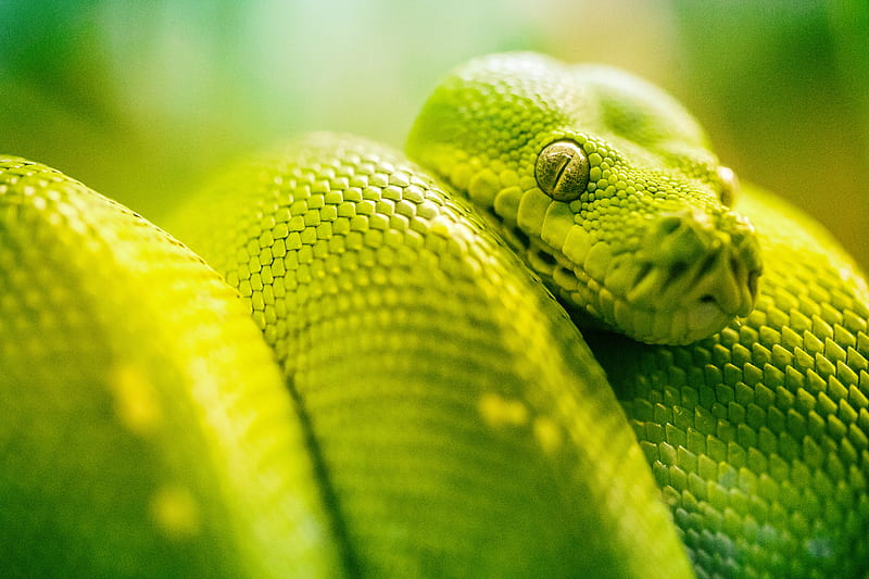 Boa Green Snake , snake, animals, green, HD wallpaper