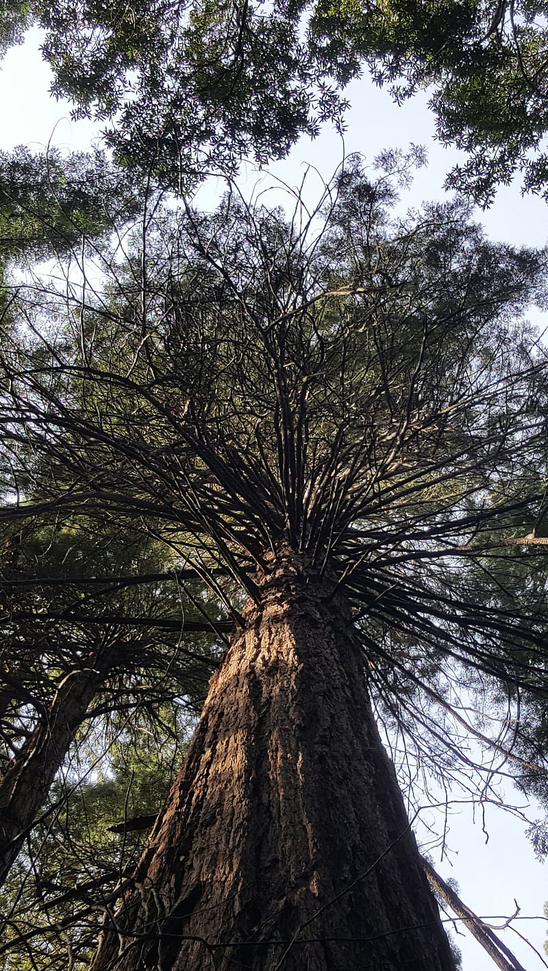 Redwood tree, muir woods, woods, HD phone wallpaper