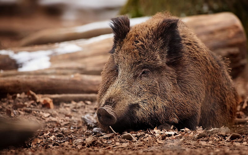 wild boar, forest, wildlife, wild pig, HD wallpaper