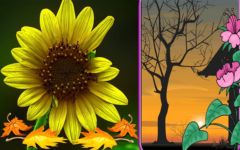 Southwest Beauty, flower, sunset, enhanced, southwest, HD wallpaper
