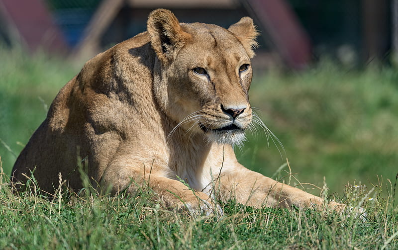 lioness, big cat, glance, predator, wildlife, HD wallpaper