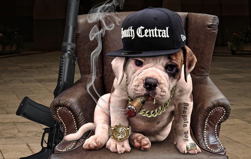 Dogs, English Bulldog, Dog, Gangster, Humor, HD wallpaper