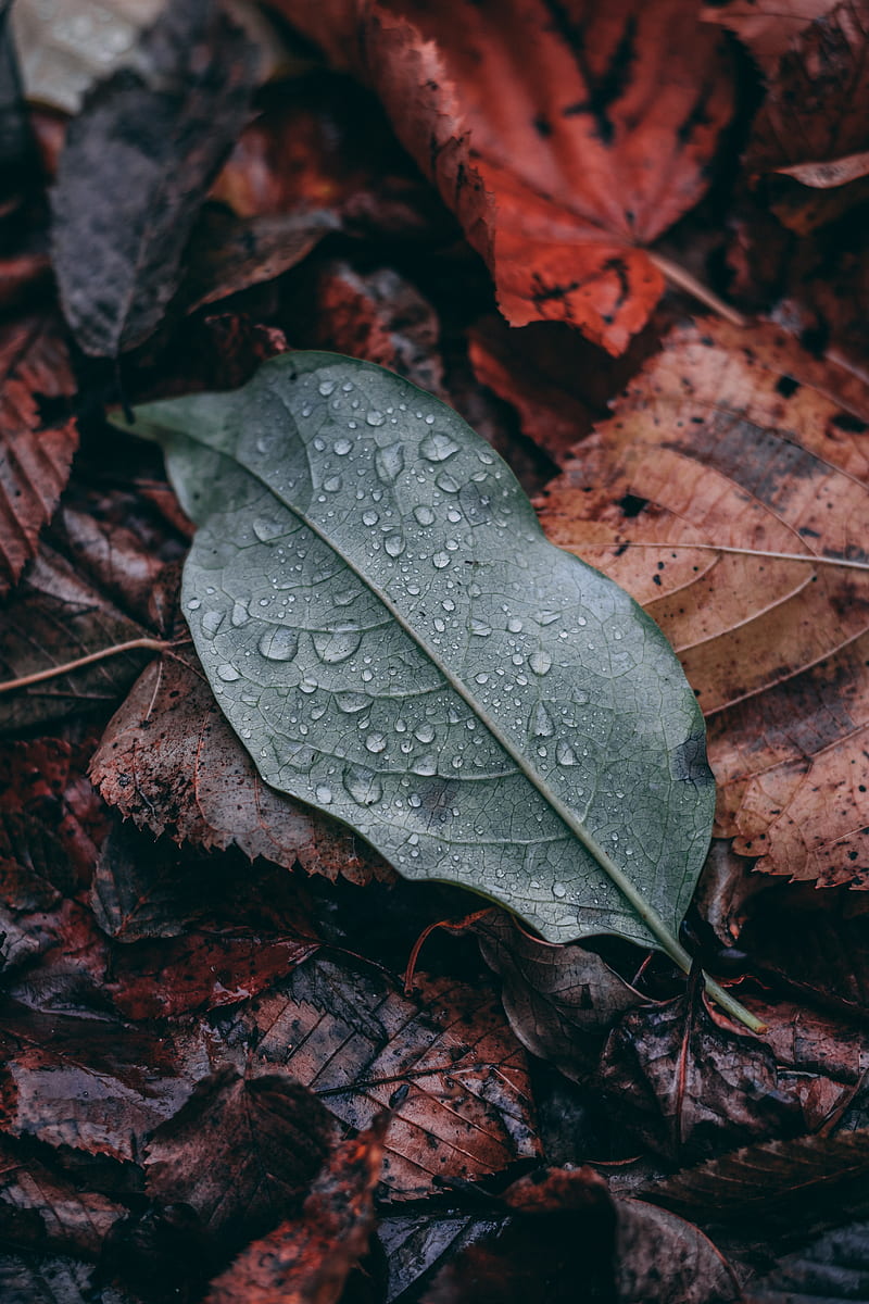 leaf, drops, macro, wet, green, brown, HD phone wallpaper