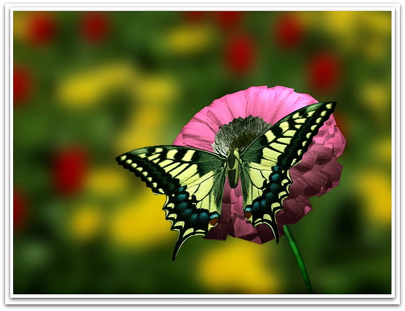 BUTTERFLY ON ZINNIA, NATURE, FLOWER BUTTERFLY, HD wallpaper