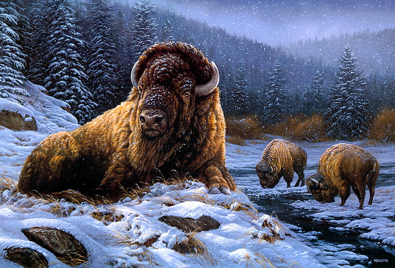 Animal, American Bison, Snow, Winter, HD wallpaper