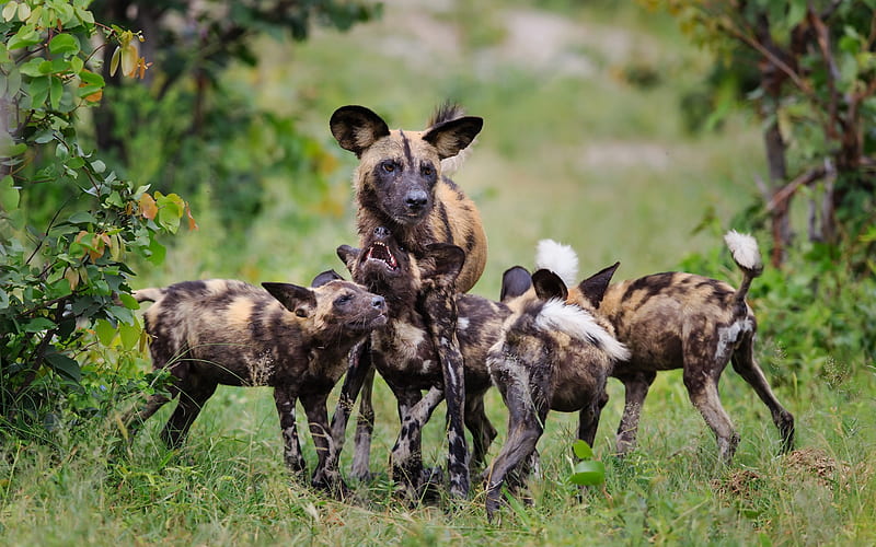hyenas, family, wildlife, Africa, dangerous animals, HD wallpaper