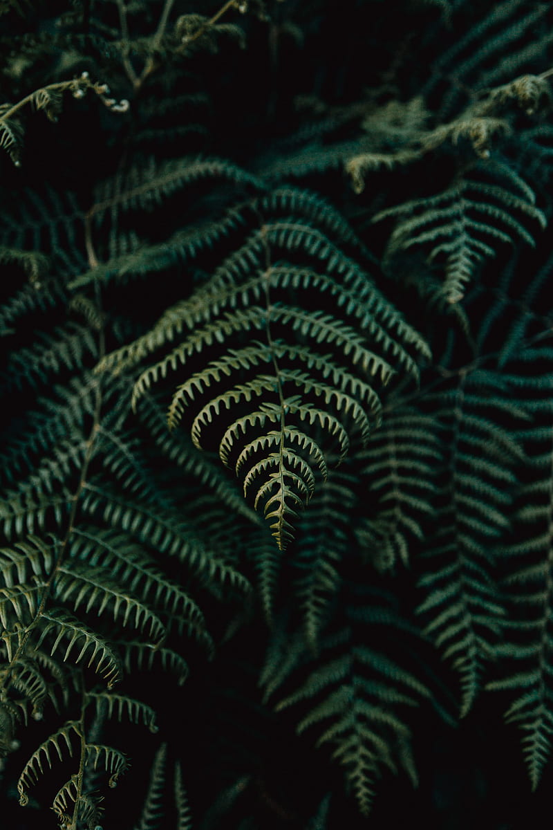 fern, leaves, plant, focus, green, HD phone wallpaper