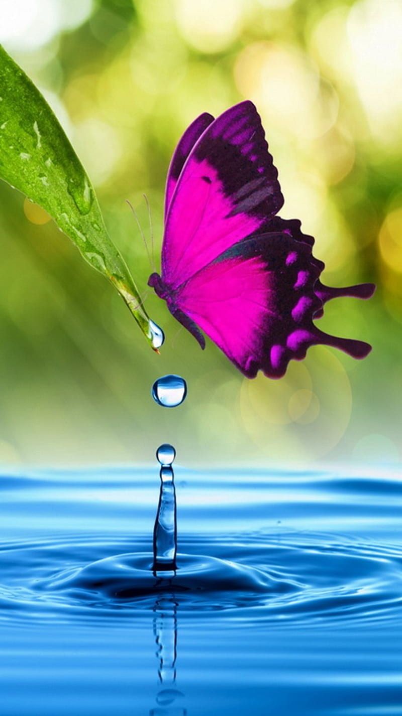 Water, butterfly, drop, leaf, HD phone wallpaper
