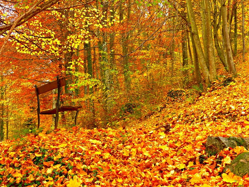 Autumn forests, bench, tree, autumn, leaves, HD wallpaper