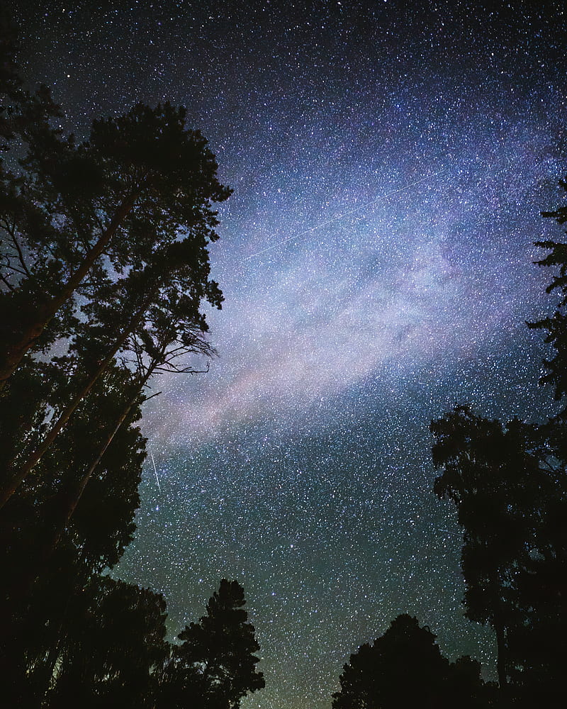 night, starry sky, trees, dark, stars, HD phone wallpaper