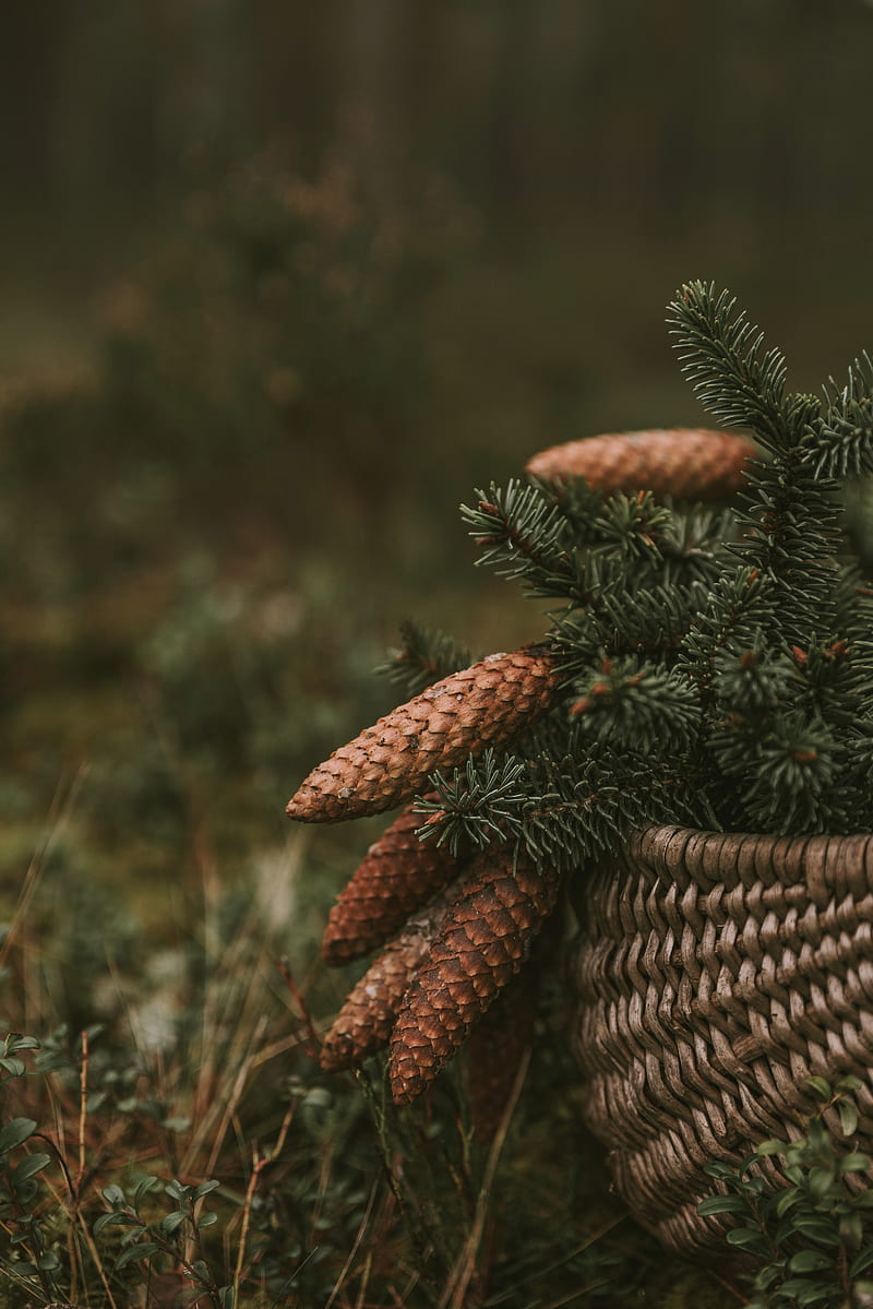 cones, spruce, branches, needles, basket, HD phone wallpaper