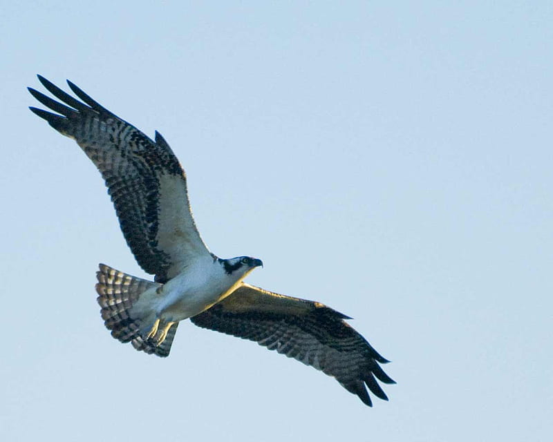 Osprey in Flight, fish hawk, hawk, osprey, bird, HD wallpaper