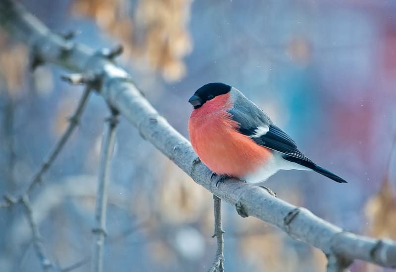 Winter, Birds, Bird, Branch, Animal, Bullfinch, HD wallpaper