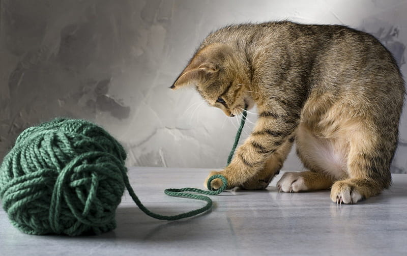 Kitten with yarn, cute, paws, yarn, green, kitten, HD wallpaper