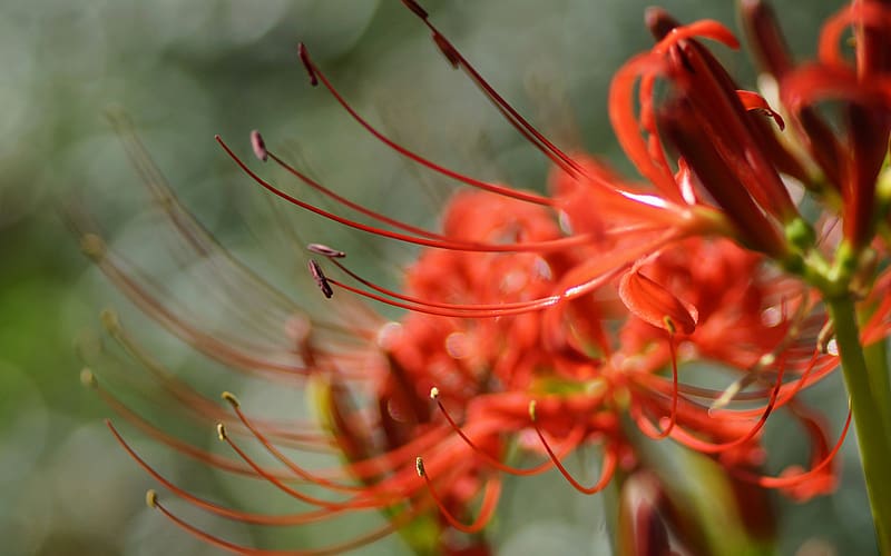 Nature, Flowers, Flower, Macro, Close Up, HD wallpaper | Peakpx