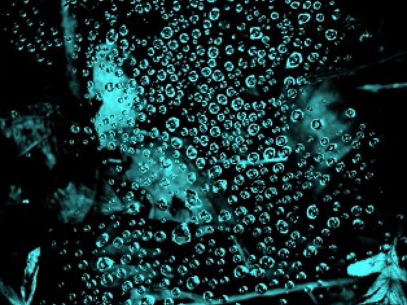 rain droplets2, drop, droplet, rain, giresun, spider, HD wallpaper
