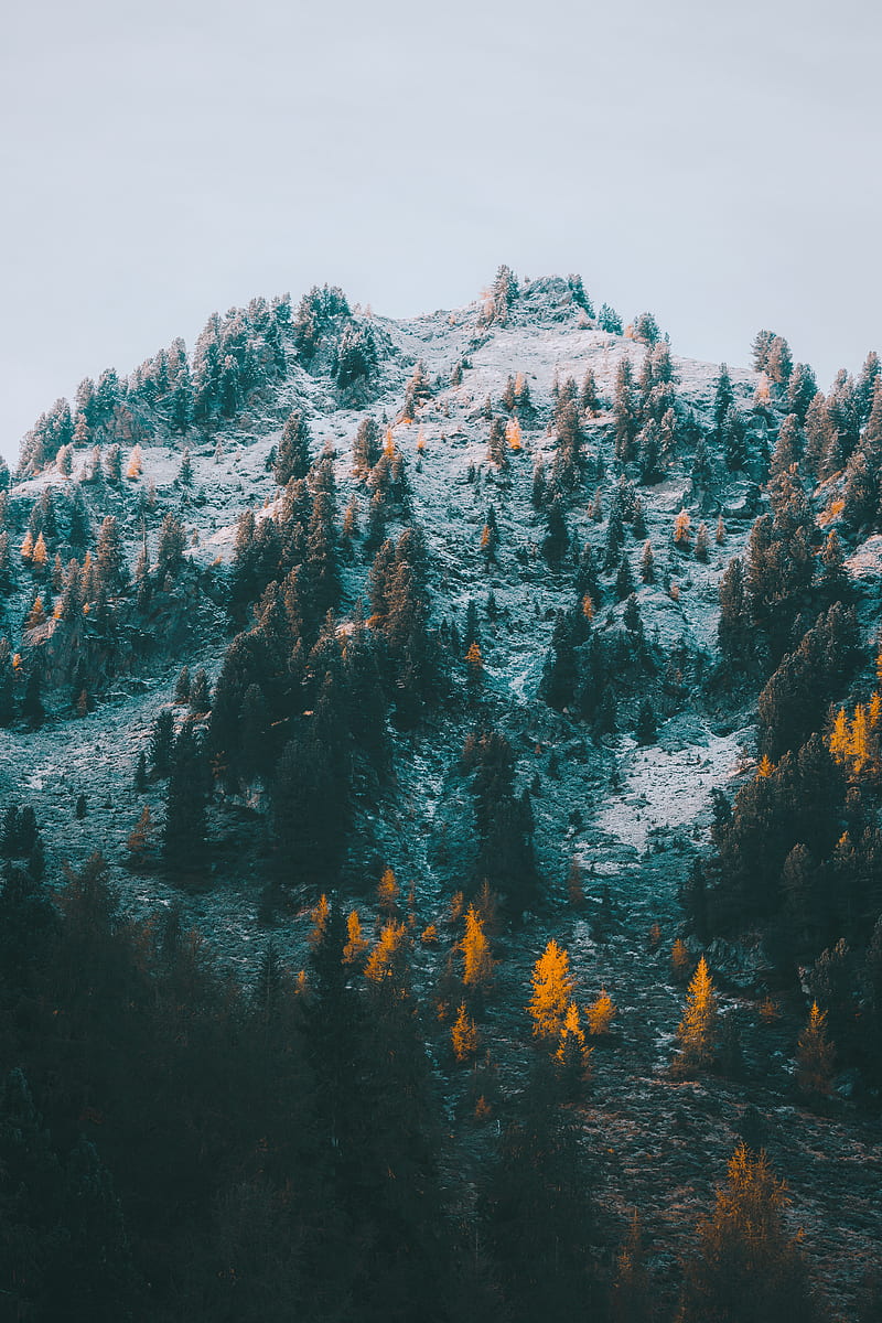 mountain, slope, trees, snow, landscape, HD phone wallpaper