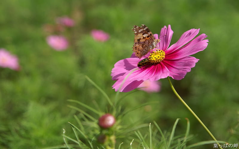 Insect on cosmos- Cosmos Flower, HD wallpaper