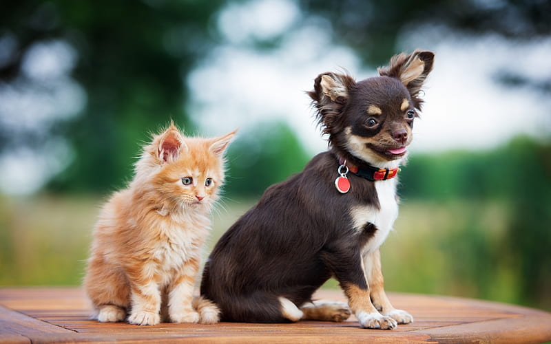 Chihuahua, kitten, dogs, cats, freinds, cute animals, brown chihuahua, pets, Chihuahua Dog, HD wallpaper