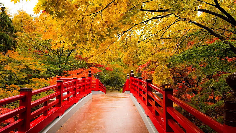 Red White Bridge Between Yellow Green Red Fall Autumn Trees Garden Background Fall, HD wallpaper