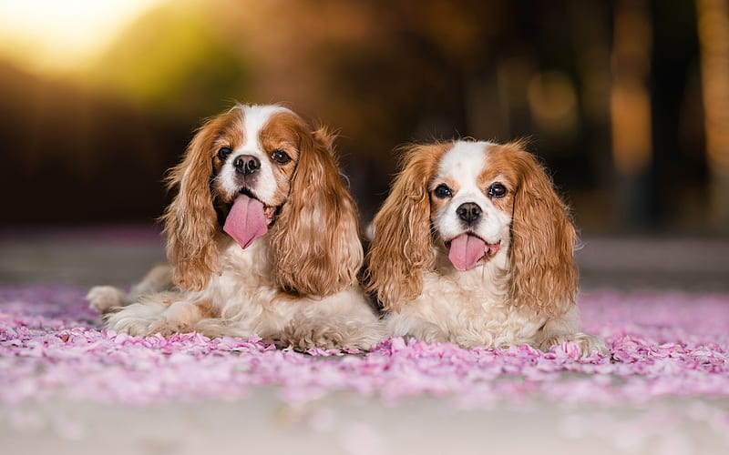 Cavalier King Charles Spaniel, white brown dogs, a small spaniel, cute animals, pets, toy dog, HD wallpaper