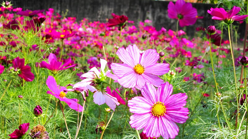 Cosmos flower field, colorful, pretty, flower, cosmos, field, HD wallpaper
