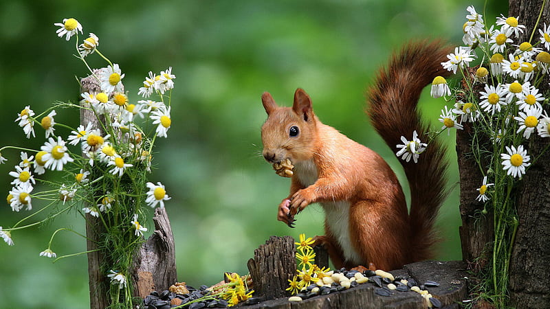 Red Squirrel With Shallow Background And Flowers On Sides Squirrel, HD wallpaper