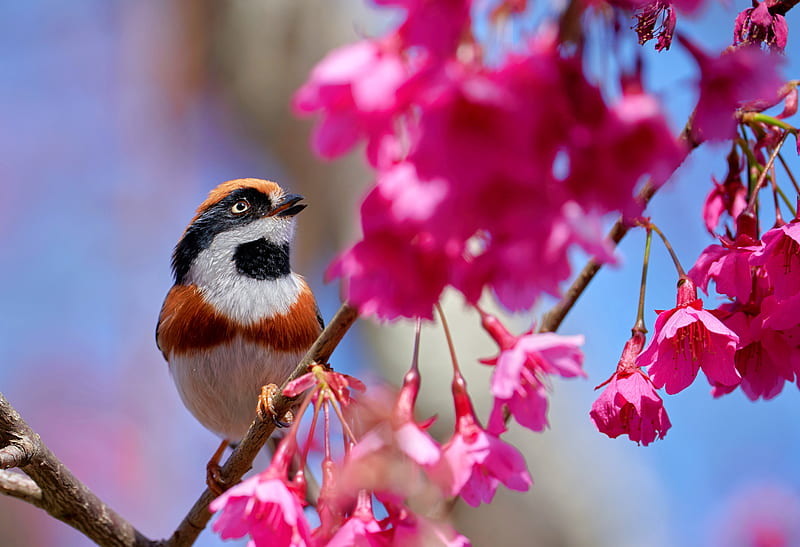 Birds, Titmouse, Bird, Flower, Passerine, Pink Flower, HD wallpaper