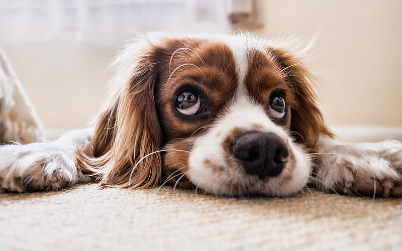 Cavalier King Charles Spaniel, cute dog, pets, cute animals, close-up, dogs, Cavalier King Charles Spaniel Dog, HD wallpaper