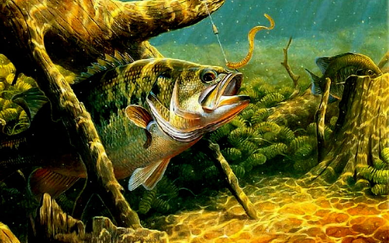 Large Mouth Bass, Michigan, Bass, Fish, Mouth, Green, Large, HD wallpaper