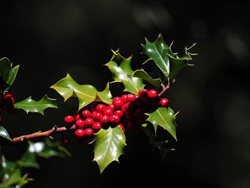 Christmas Holly, red, traditional, deciduous, tree, leaves, festive, symbol, berry, berries, shrub, season, HD wallpaper