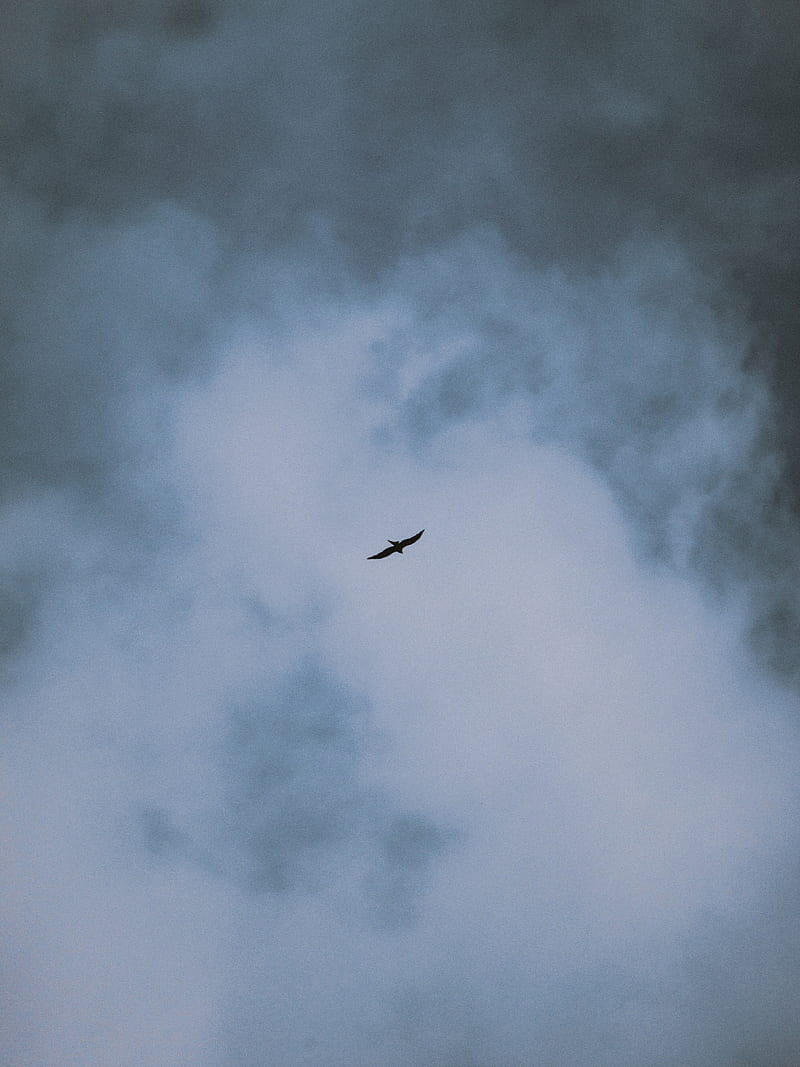 bird, flight, wings, clouds, HD phone wallpaper