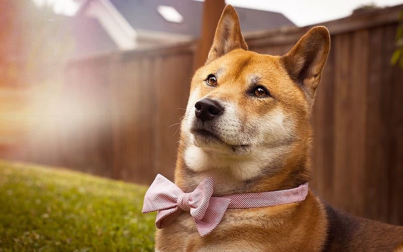 Shiba Inu, bow, pets, lawn, cute dog, summer, dogs, Shiba Inu Dog, HD wallpaper