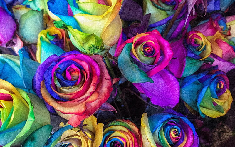 colorful roses, buds, bouquet, close-up, rainbow, colorful flowers, roses, HD wallpaper