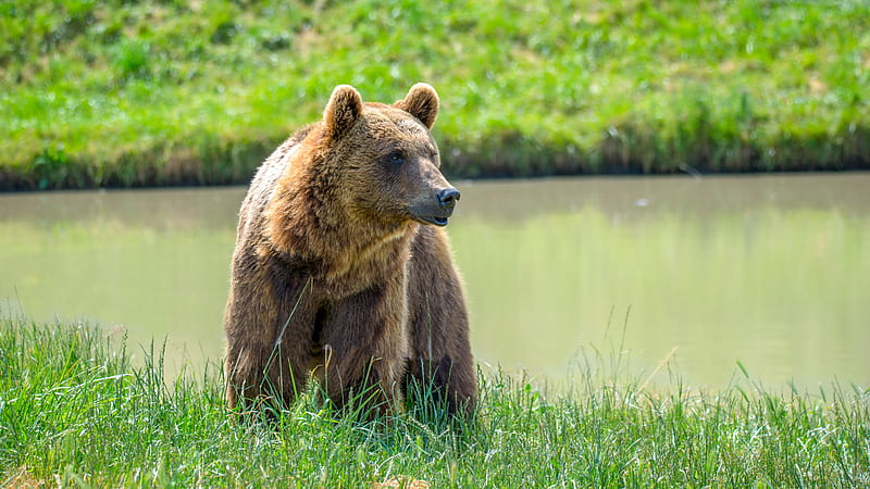 brown bear, face, predator, HD wallpaper