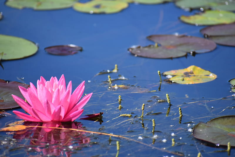 pink water lily on water, HD wallpaper