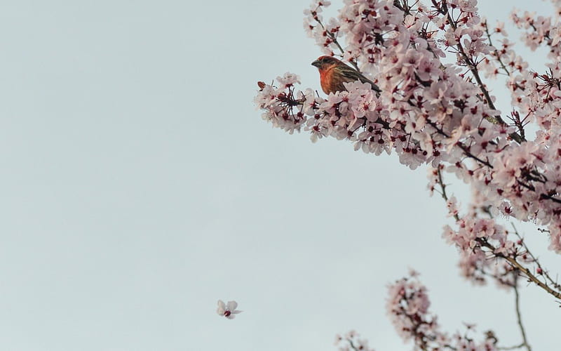 Bird in a Cherry Tree, twigs, bird, Sakura, flowers, wood, cherry, HD wallpaper