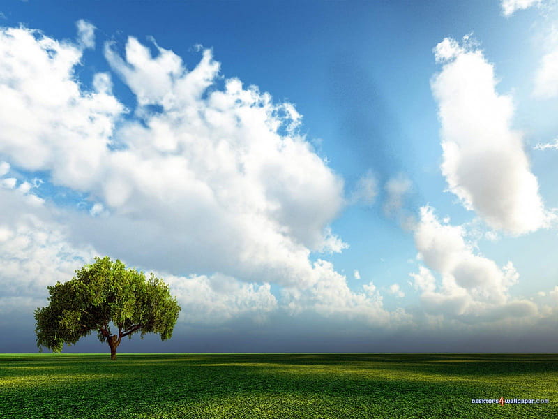 Standing Proud, tree, fields, clouds, sky, spaces, HD wallpaper